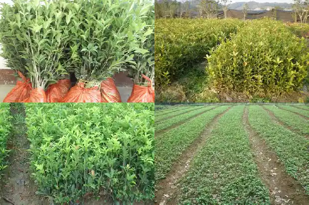 院子里可以栽桂花树吗风水好吗1682819149481