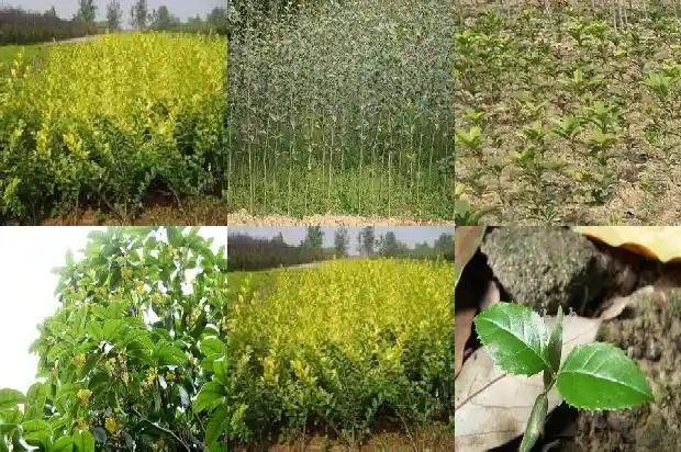 一棵桂花树的价钱是多少钱啊英语翻译1682819169906
