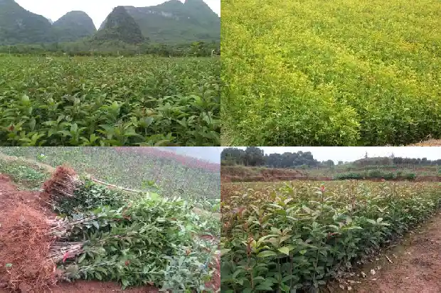 丹桂花树的特点和特点1682819178402