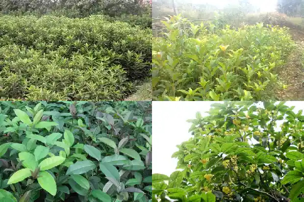 丹桂花树的特点有哪些1682819190821