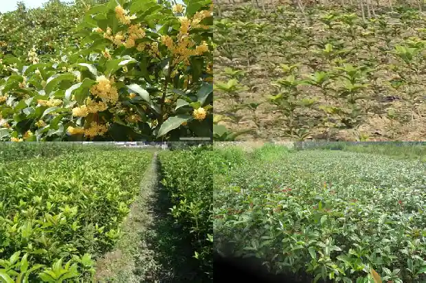丹桂花树的特点有哪些1682819190915