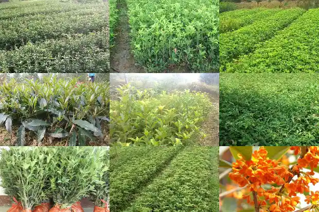 桂花树行情价格历史走势分析最新1682819198774