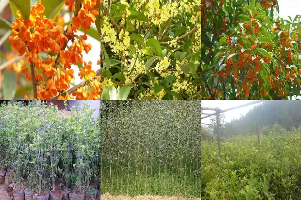 桂花树行情价格历史走势分析最新1682819198822