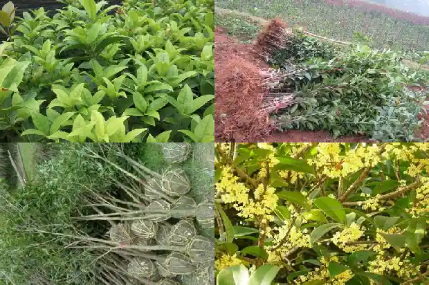 山东临沂桂花树种植基地电话1682819216812