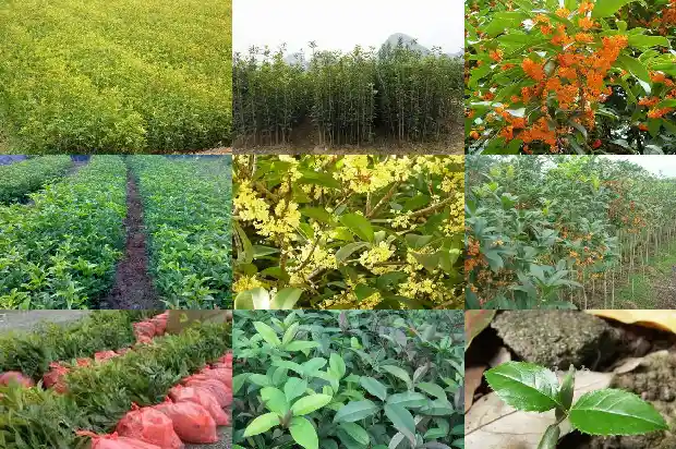 山东临沂桂花树种植基地电话1682819216860