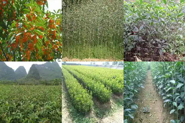 山东桂花基地哪里多1682819226765