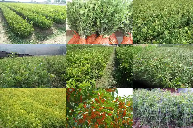 山东临沂大型桂花树基地地址在哪里1682819236457