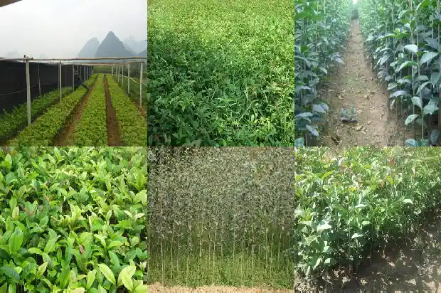 山东临沂大型桂花树基地地址在哪里1682819236552