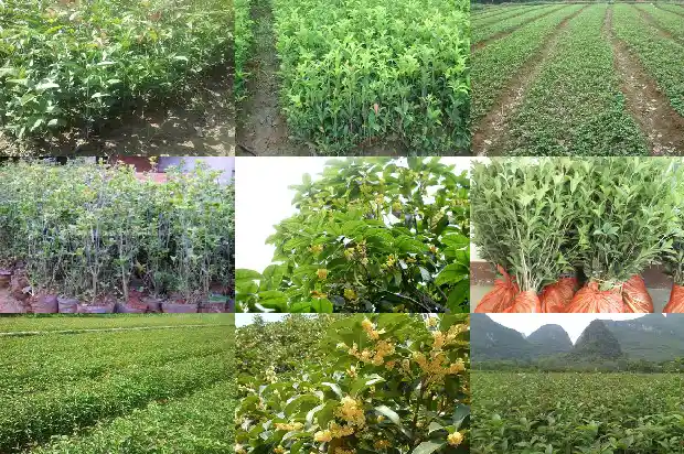 临沂最大的桂花树基地是哪里1682819246559
