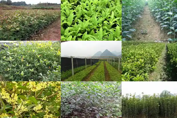 临沂最大的桂花树基地是哪里1682819246607