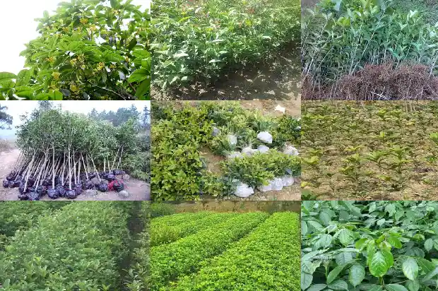 临沂最大的桂花树基地是哪里1682819246653