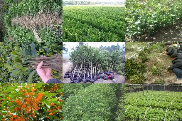 山东临沂桂花批发基地在哪里1682819258551