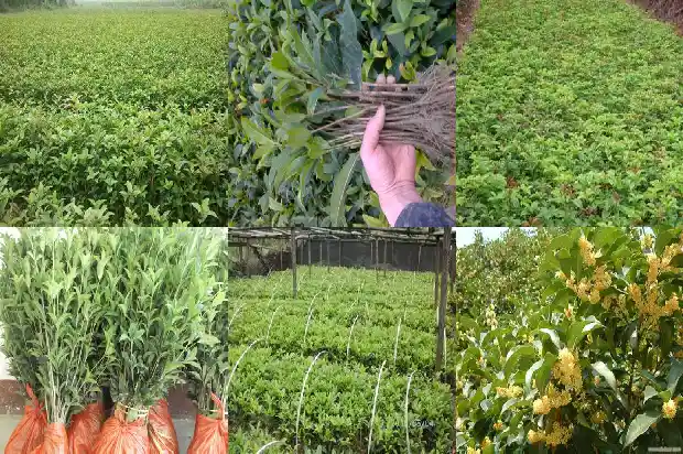 山东临沂桂花批发基地在哪里1682819258694
