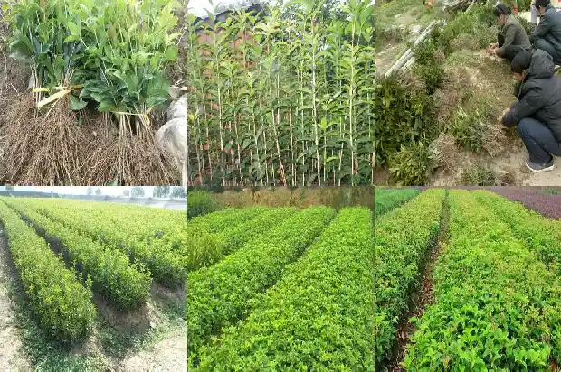 山东桂花树基地在哪个城市1682819268723