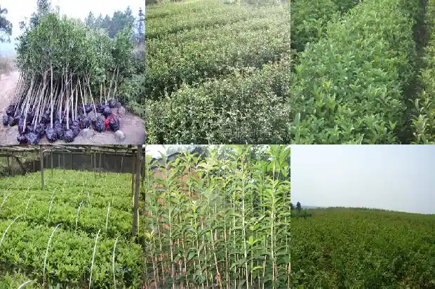 山东桂花树基地在哪个城市1682819268771