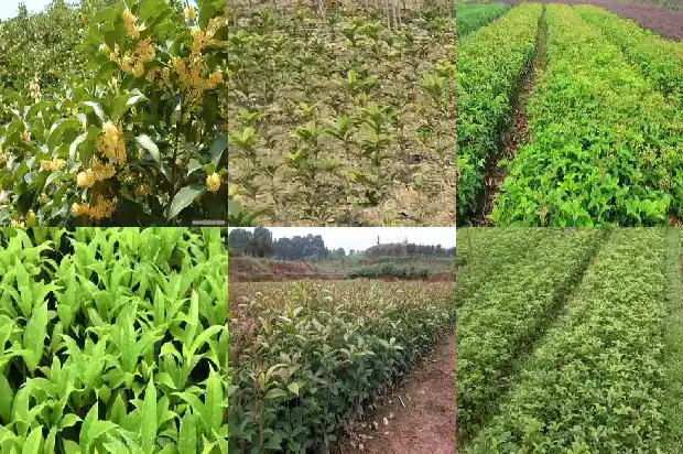 桂花树木可以做家具吗1690504663328