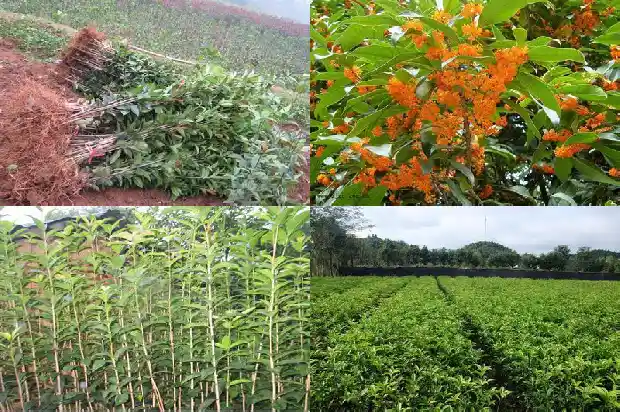 临沂哪里桂花种植最多的1682819288361