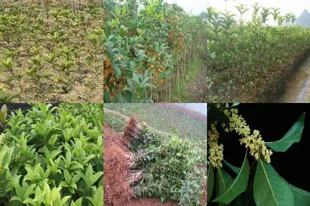 临沂哪里桂花种植最多的1682819288409