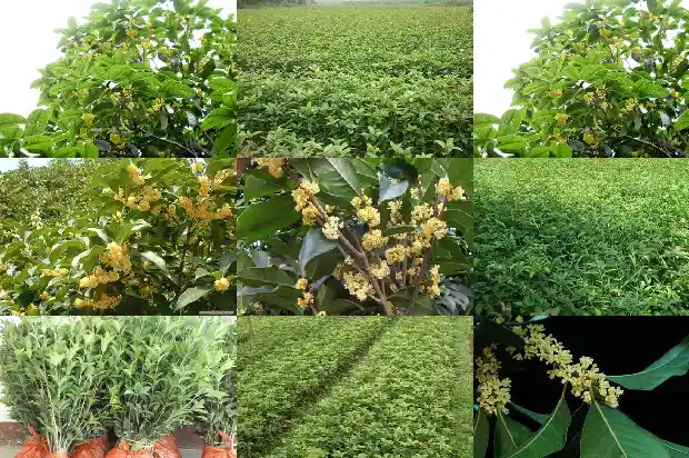 临沂哪里桂花种植最多的1682819288457