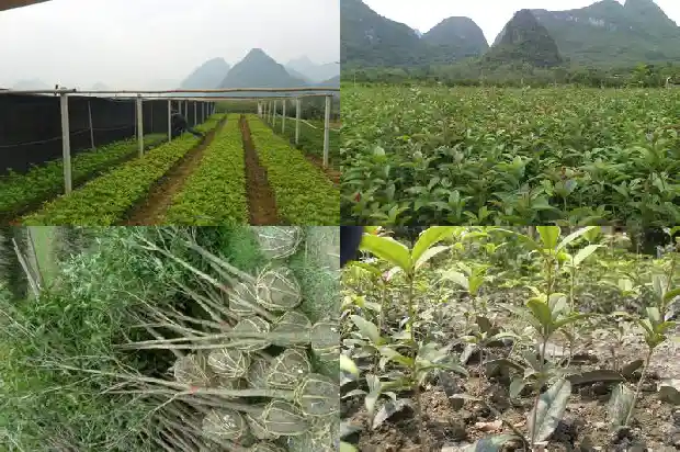 临沂哪个大集桂花最多1682819298585