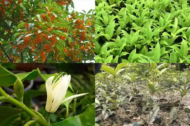 临沂桂花盆景园地址1682819310448