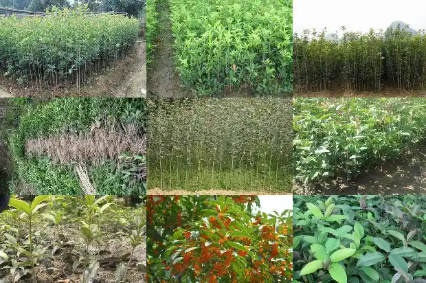 临沂桂花盆景园地址1682819310496
