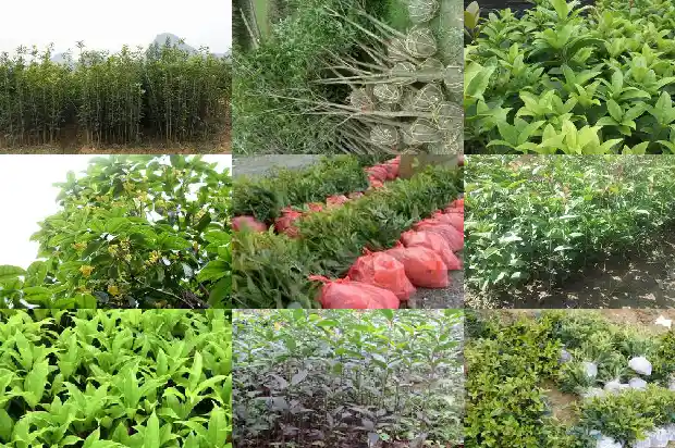 临沂桂花盆景园地址1682819310544