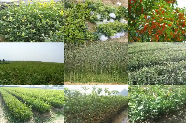 临沂桂花盆景批发市场地址1682899724488