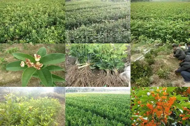 临沂徐军桂花盆景1682900208811