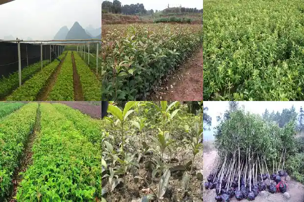 临沂徐军桂花盆景1682900208907