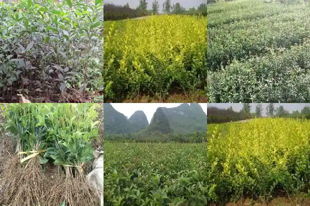临沂徐军桂花盆景1682900208955