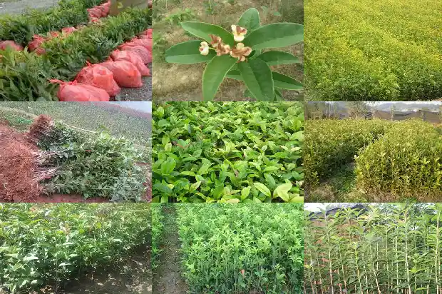 沂水大集桂花盆景基地1682900287905