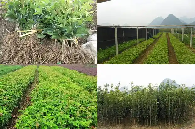 沂水大集桂花盆景价格1682900360789