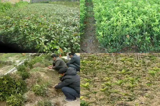 沂水大集桂花盆景价格1682900360836