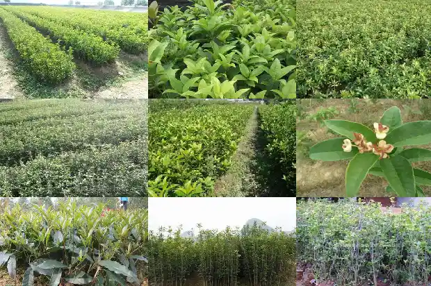临沂桂花树市场1682900443953