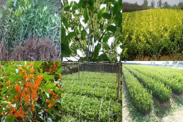 什么样的桂花树最值钱又好看1689985757942
