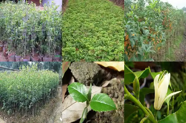 山东临沂桂花盆景批发市场在哪个位置1682900607735