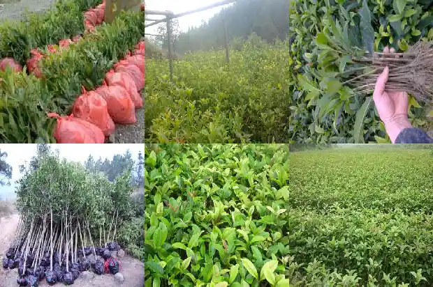 山东临沂桂花盆景批发市场在哪个位置1682900607783