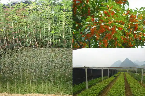 山东临沂桂花盆景批发市场在哪个位置1682900607831