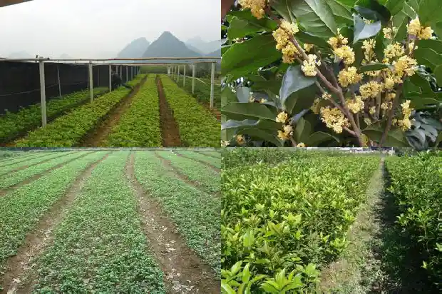 山东临沂桂花盆景批发市场地址电话1682900695434