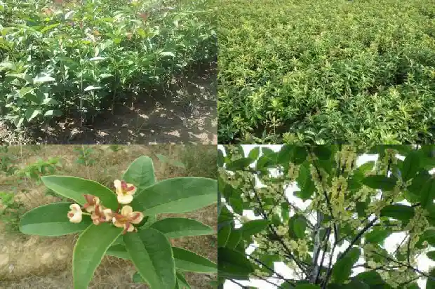 山东临沂桂花盆景批发市场地址电话1682900695482