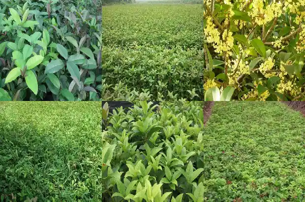 临沂桂花批发市场最大在哪里1682900769923