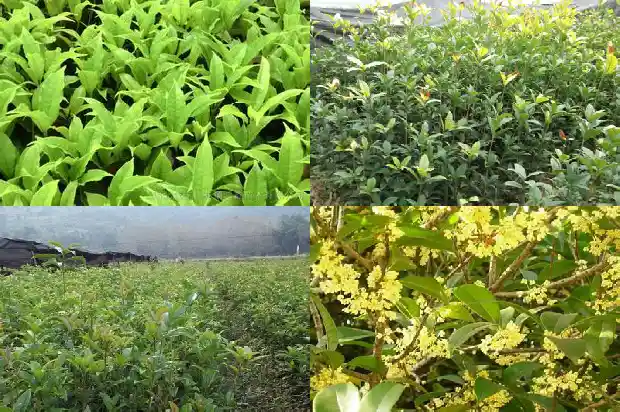 临沂桂花批发市场最大在哪里1682900769970