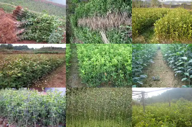 临沂桂花批发市场最大在哪里1682900770017
