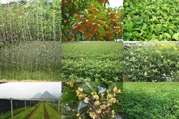 临沂桂花批发市场最大在哪里1682900770065