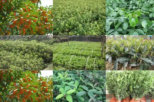临沂哪里有桂花树1682900845162