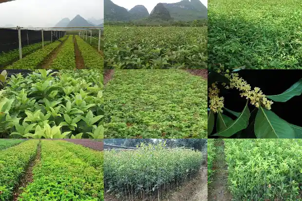 临沂哪里有桂花树1682900845210