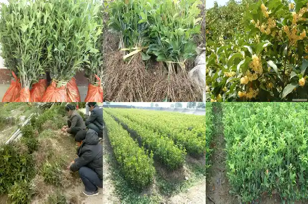 临沂哪里有桂花树苗卖1682900912462
