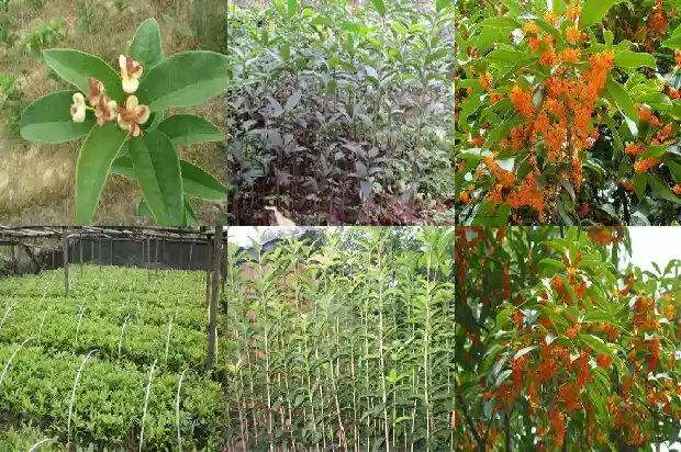 临沂哪里有桂花树苗卖1682900912509