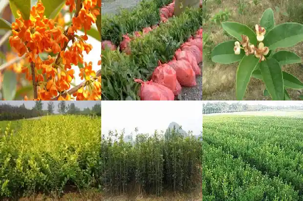 临沂哪里有桂花树苗卖1682900912556